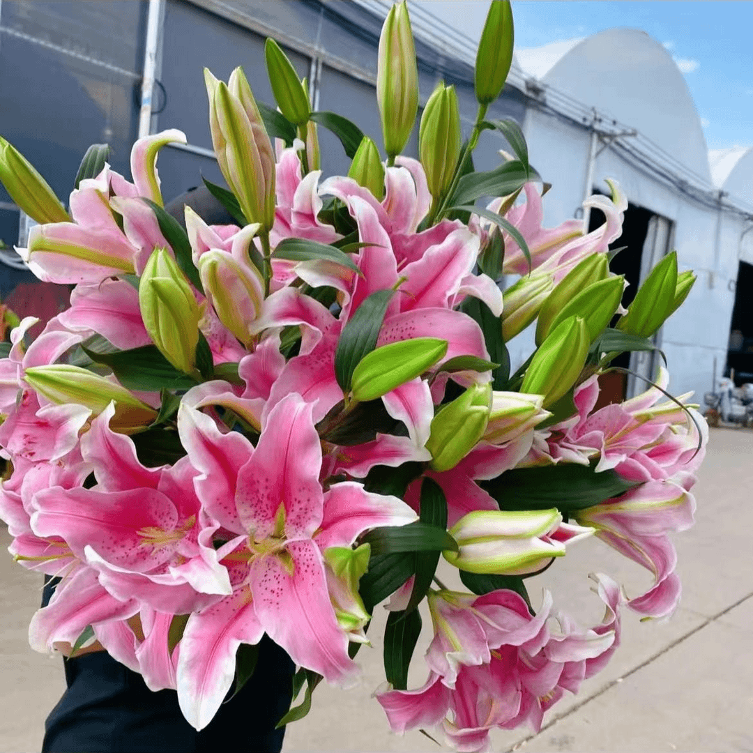 香水百合四季赏花重瓣大花朵花型阳台庭院低温春夏秋冬种植发芽商品图