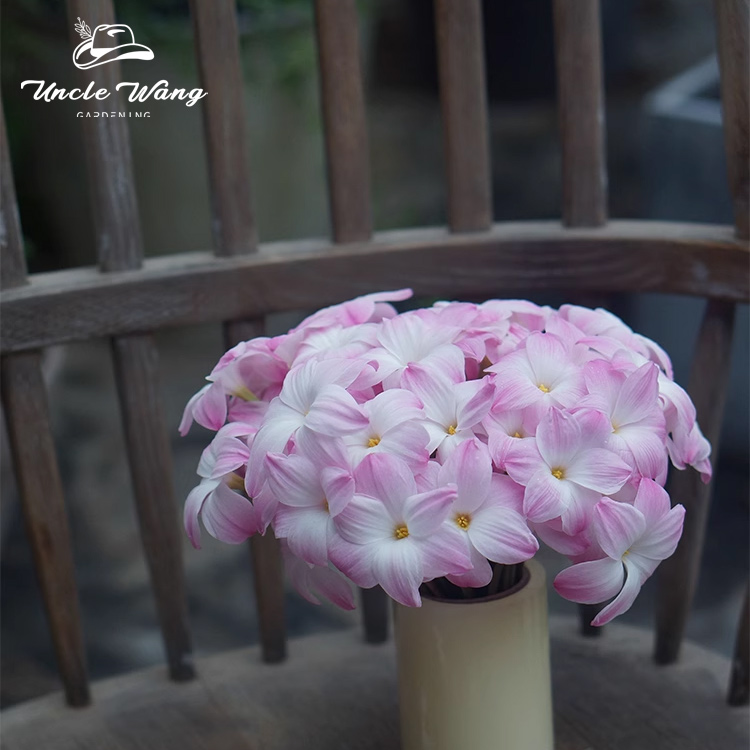 种花王大爷风雨兰胖丽丽种球庭院阳台花卉粉色栽种