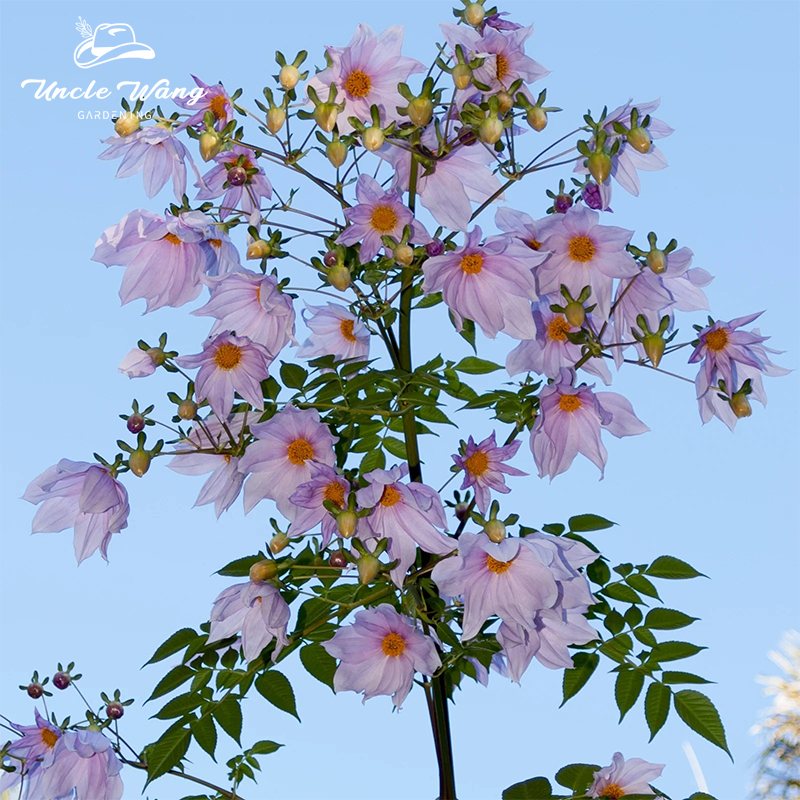种花王大爷 粉色树大丽多年生灌木植物室外庭院灌木观花花卉