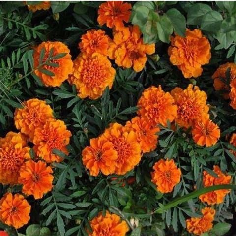 孔雀草种子四季花种籽子孔雀草花种子阳台盆栽庭院花种