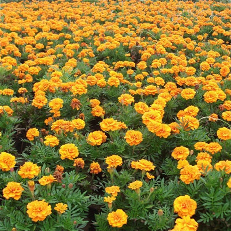 孔雀草种子耐寒秋播花卉植物盆栽景观工程园林花海花草花种孓花籽