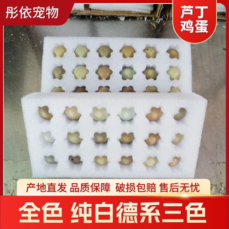 芦丁鸡蛋全色纯白德系可孚化网红宠物鸡迷你蛋新鲜蛋含礼服现捡发