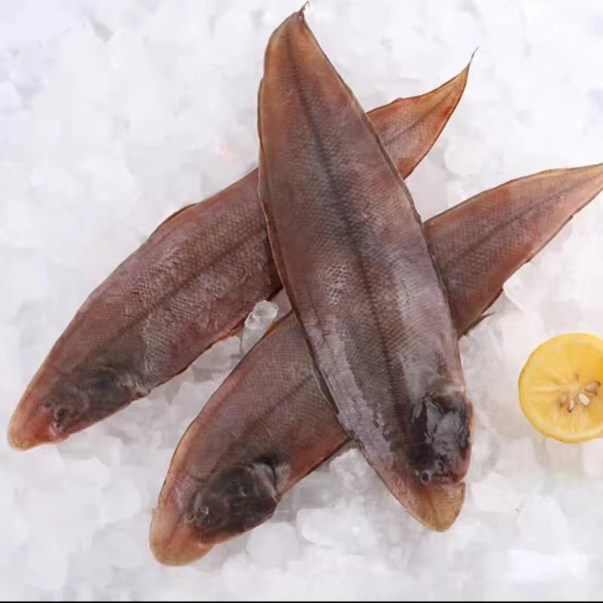 4.7斤5条青岛本地海捕龙利鱼舌头鱼特大号