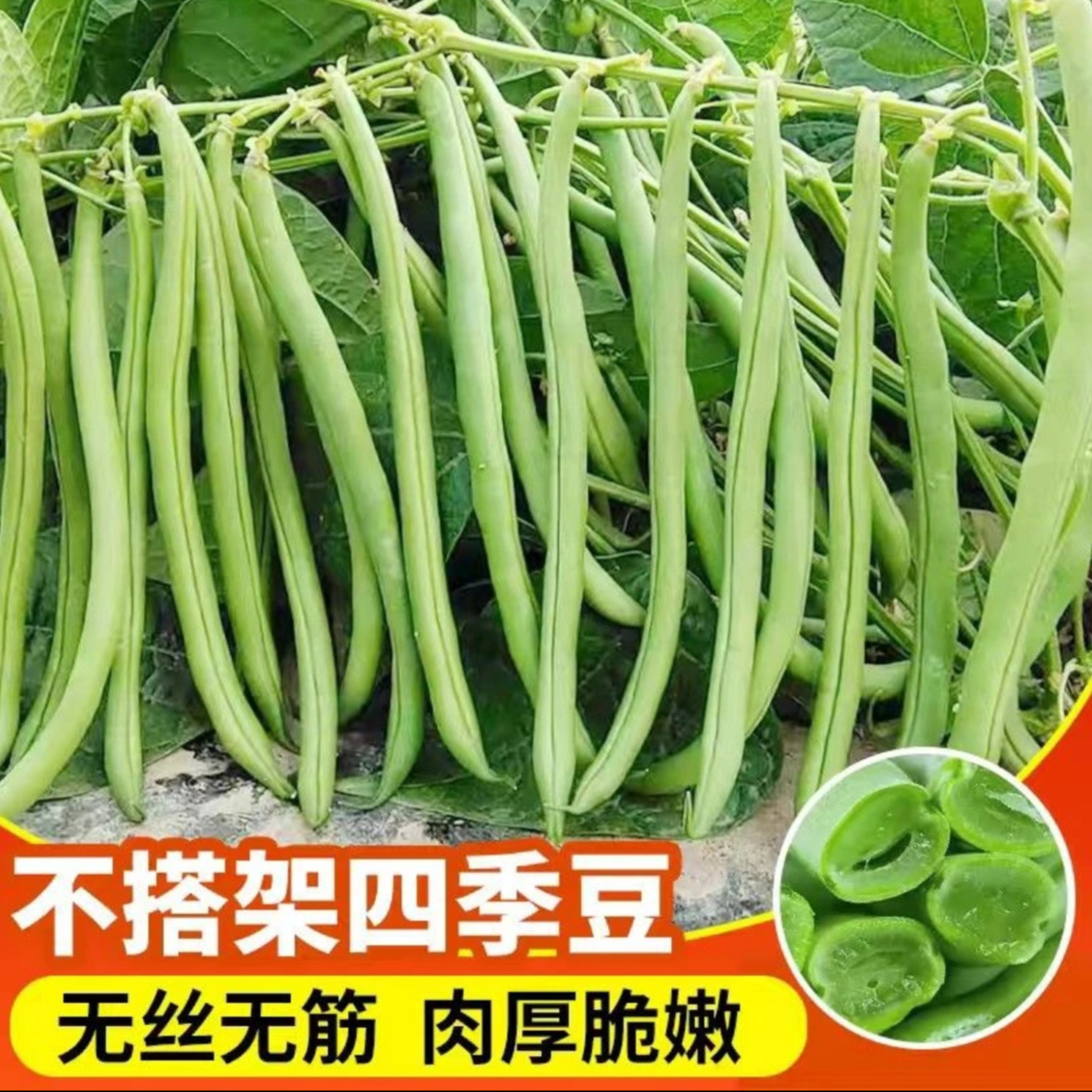 【无架四季豆种子】家庭阳台小院盆栽地栽四季种植