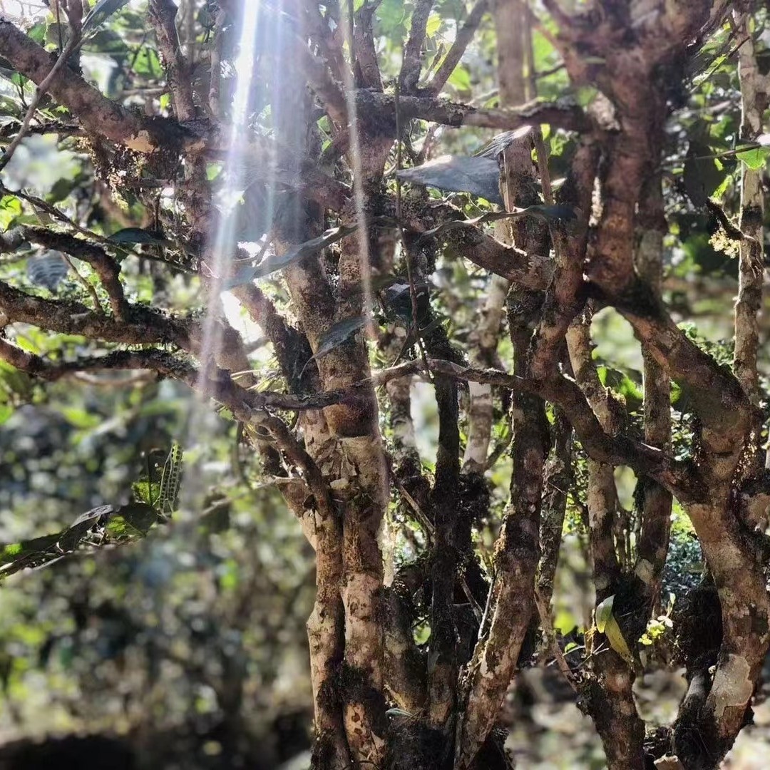 云南.普洱茶通用链接