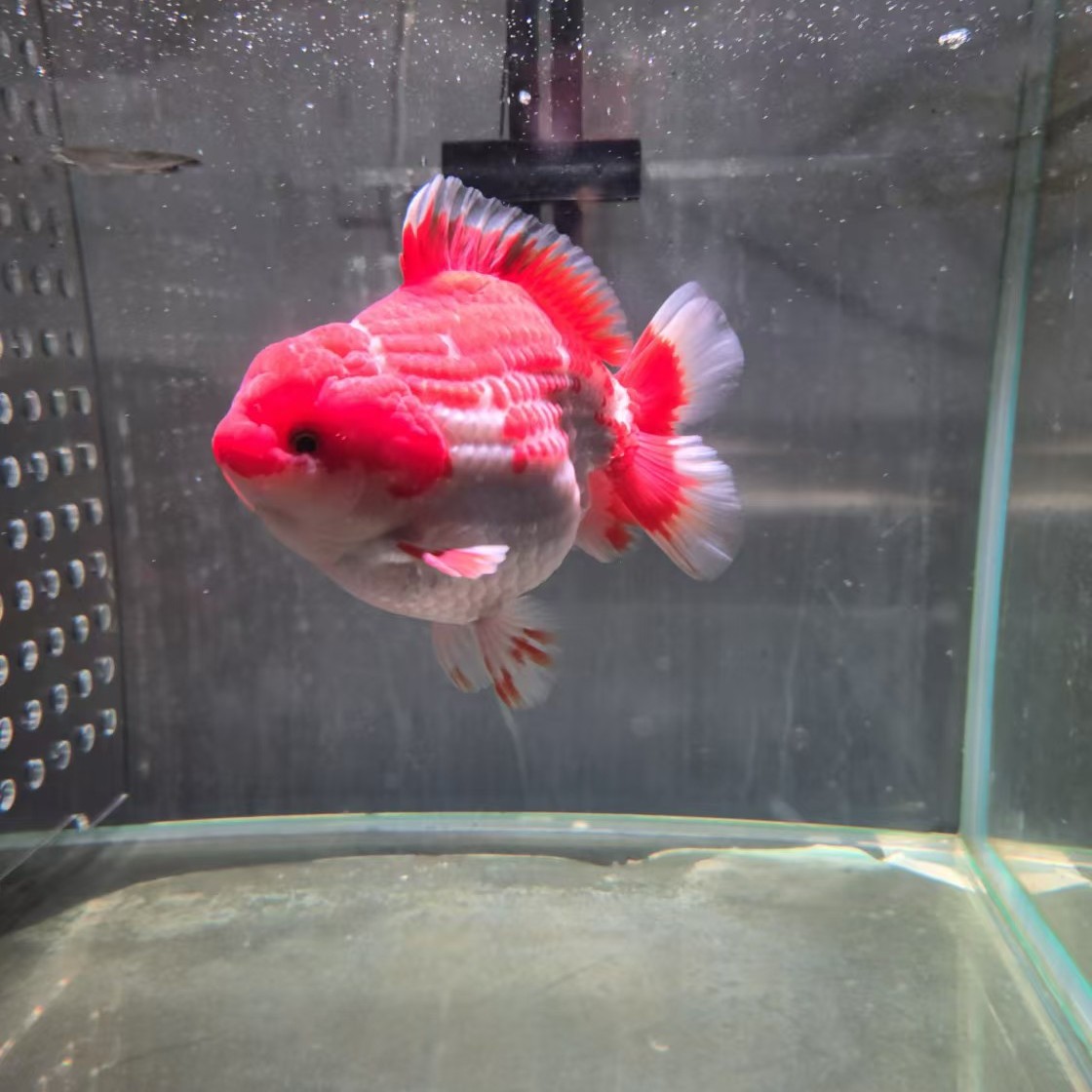 精品泰狮观赏鱼小型金鱼冷水鱼易养活体