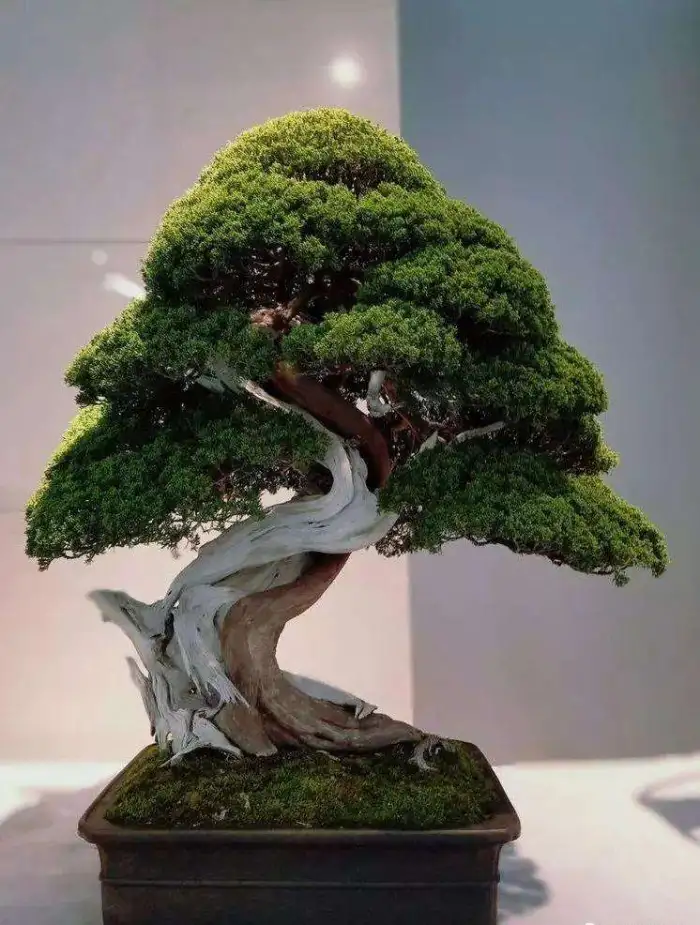 直播一物一拍盆景老桩