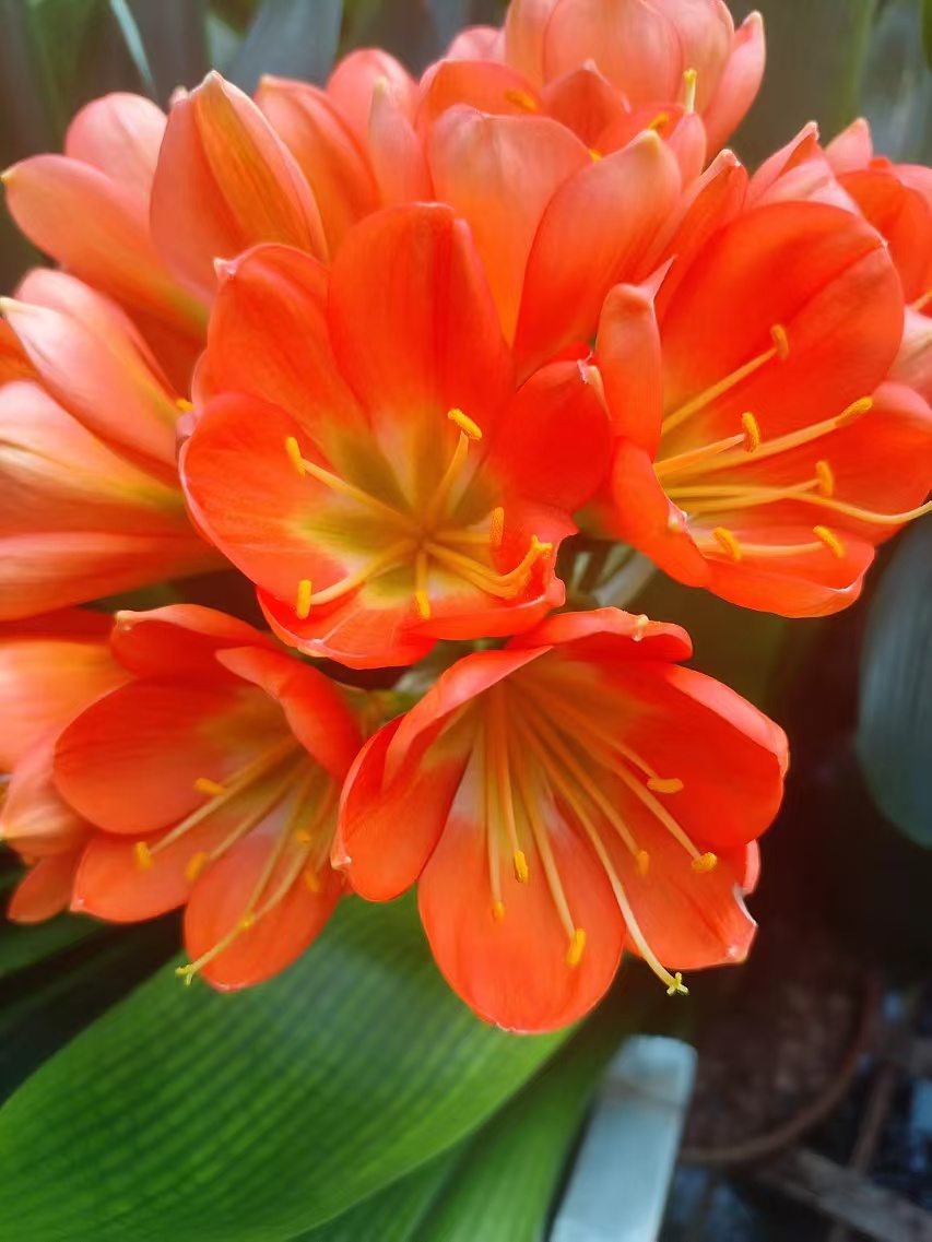 精品君子兰上剑开花裸根发货加保温棉包邮