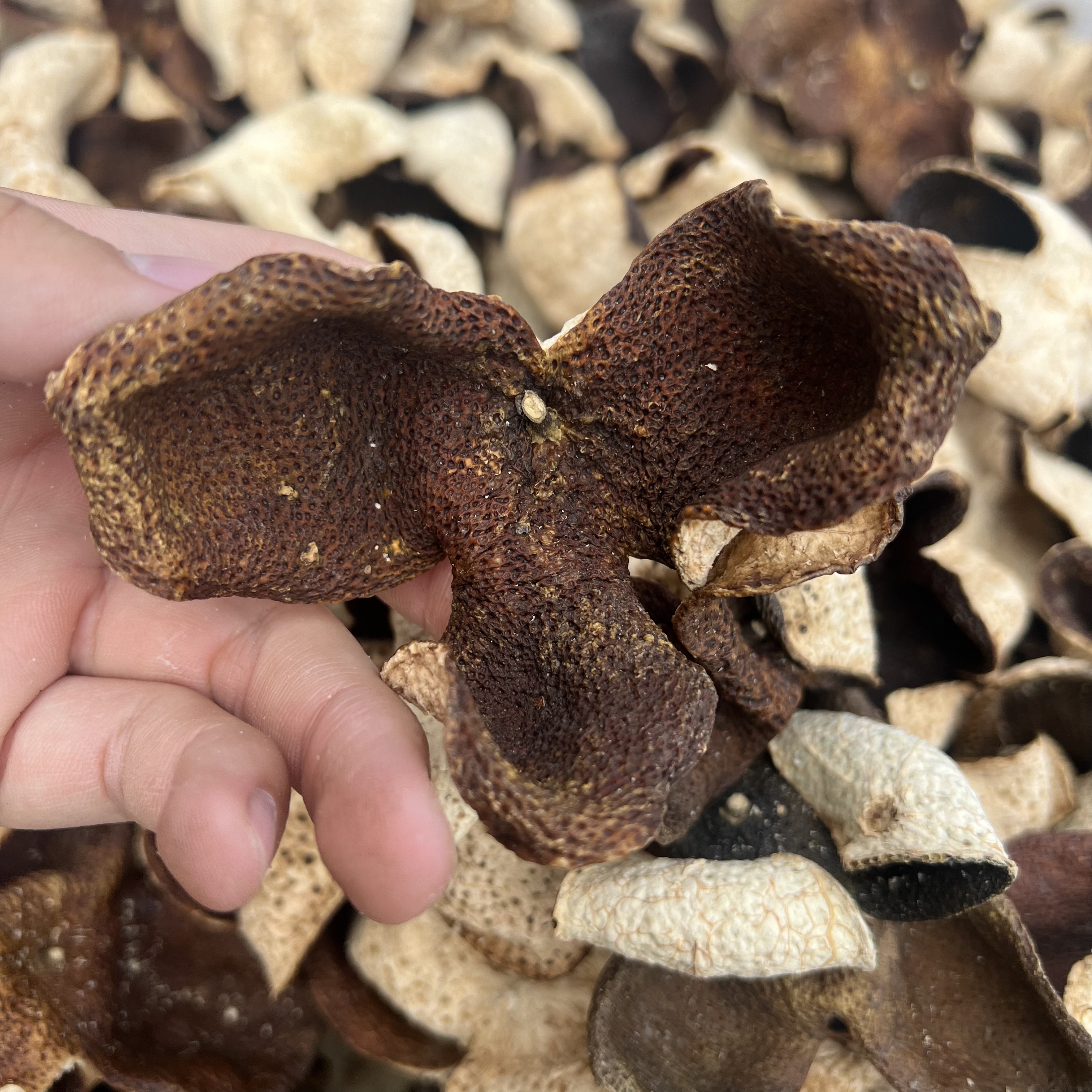 2020年南坦大红皮新会陈皮