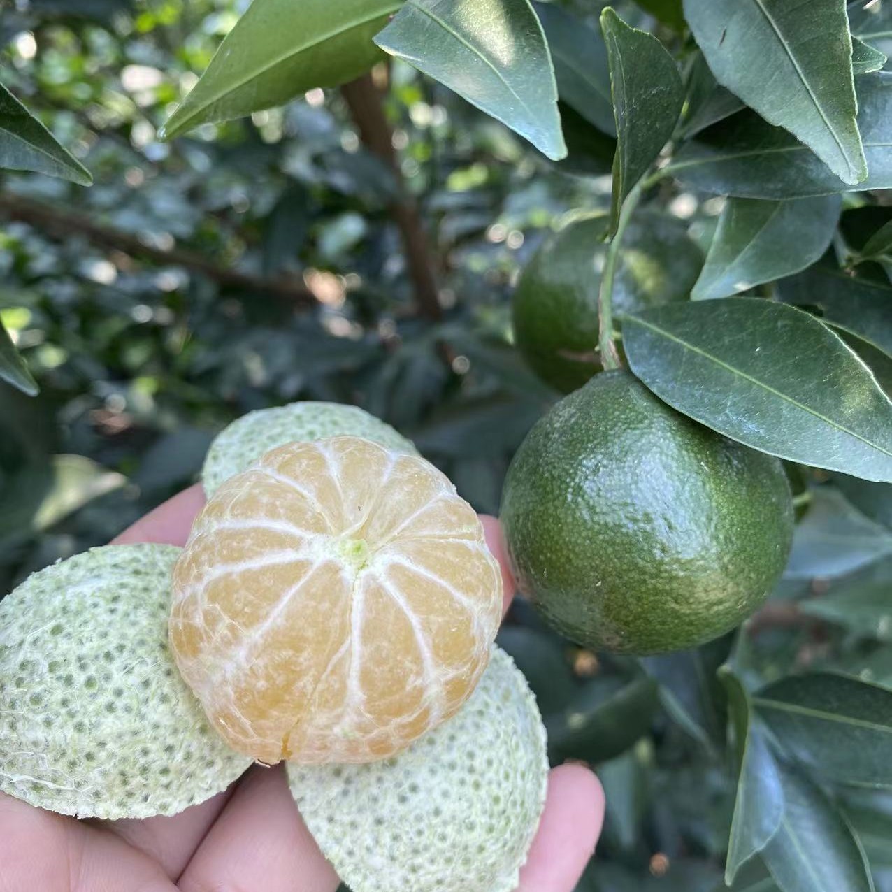 [老柑妈]直播间链接优惠新会陈皮50g-2500g
