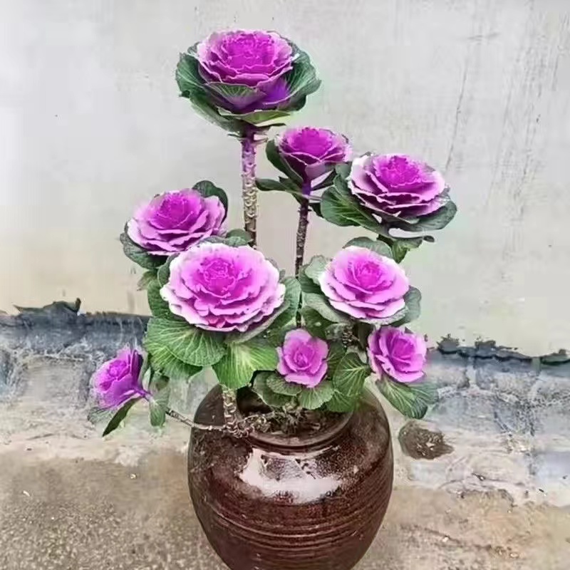 【一物一拍】羽衣甘蓝多头老桩盆栽 耐寒耐晒 