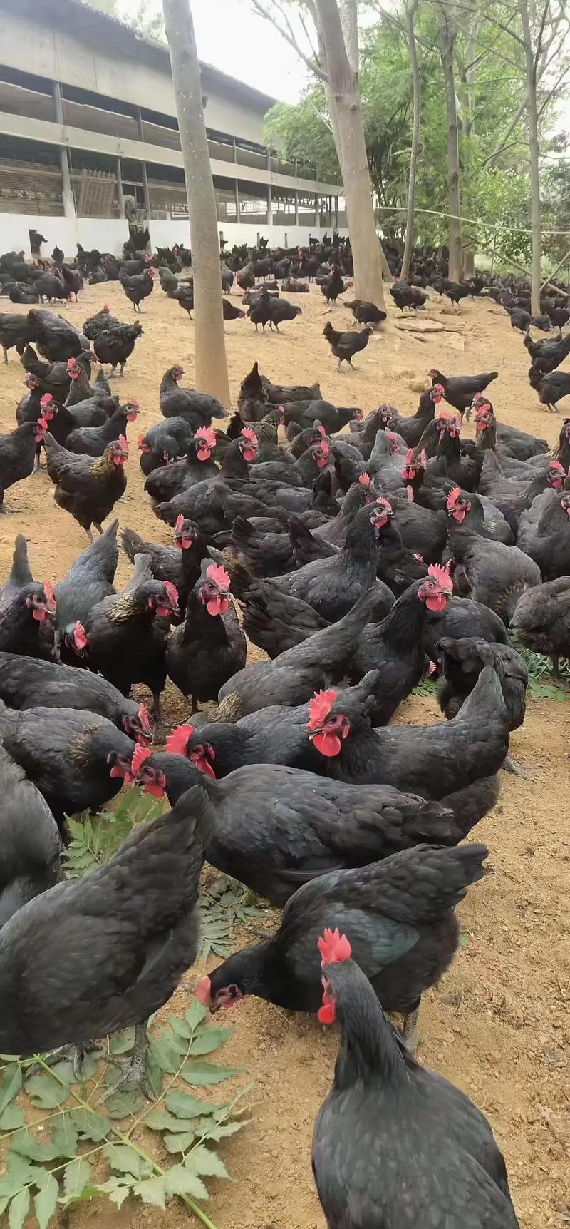 活 下蛋黑母鸡  约4斤每只（宰杀请备注，加5元手工费）