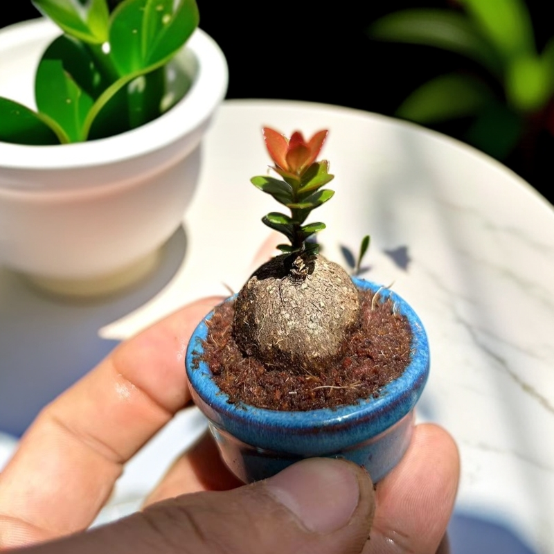 五翅莓吊金钟四季常青开花结果