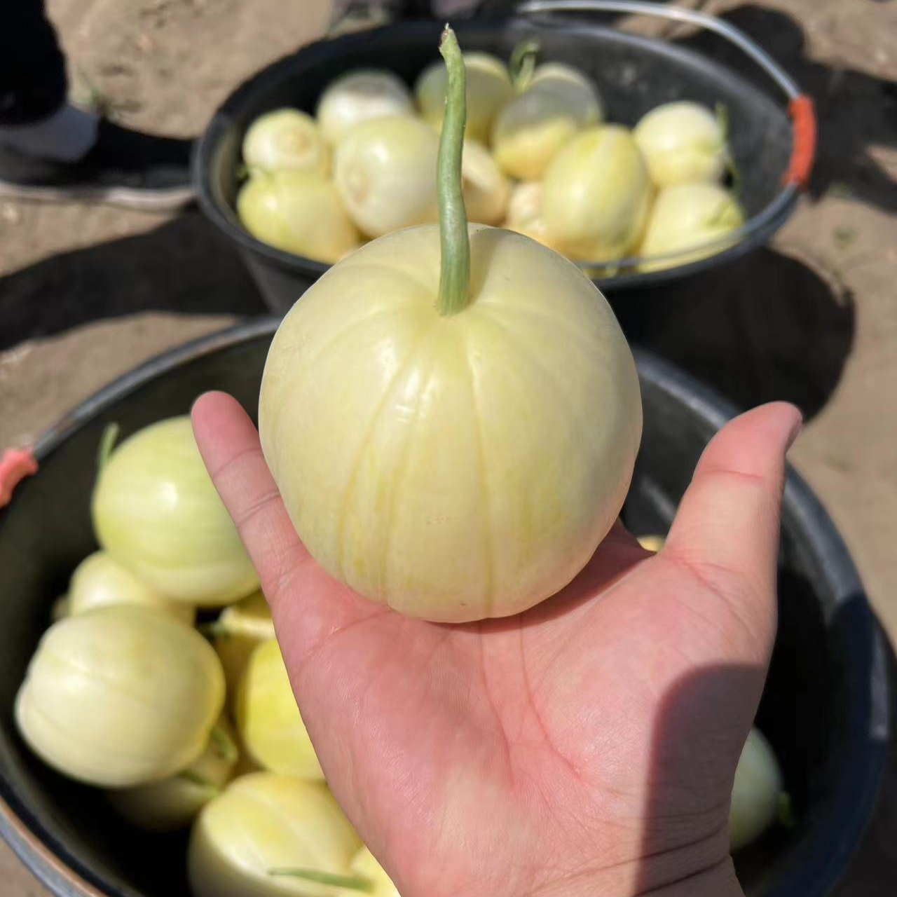 黑龙江大庆头茬甜香瓜5斤（邮政航空包邮）