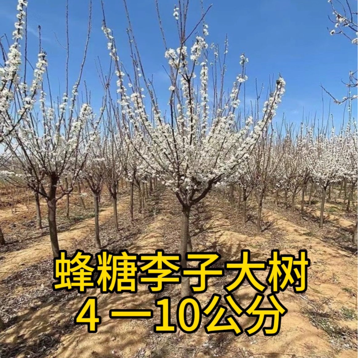 蜂糖李子树苗嫁接特大晚熟脱骨青脆李子果树苗南北方种三华李树苗