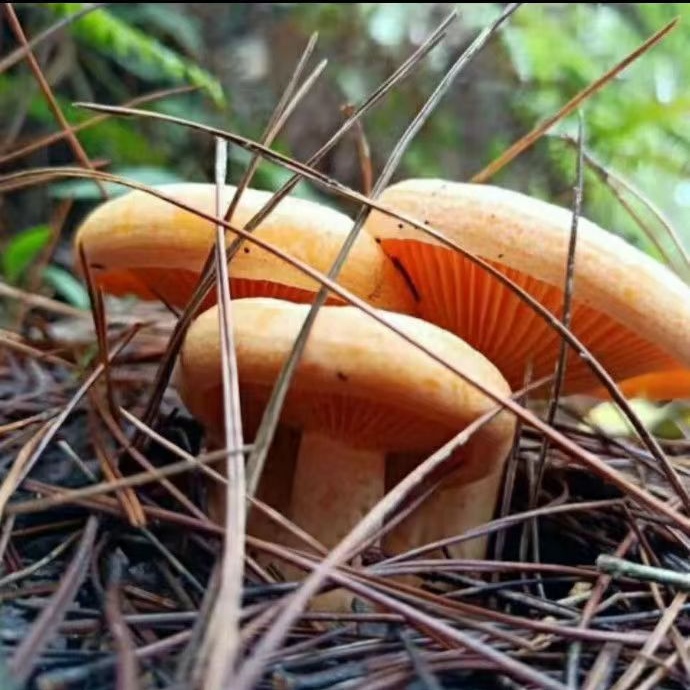 大别山农家晒干松树菇  松树菌土特产大自然馈赠150克300克精选