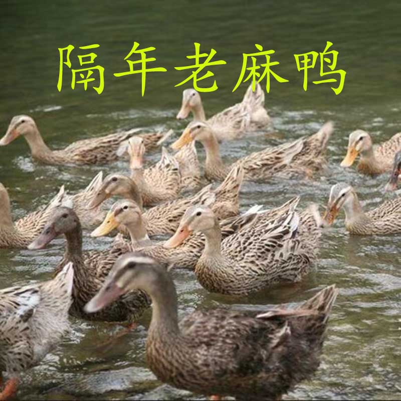 农家大别山老鸭隔年老麻鸭送生姜顺丰包邮散养