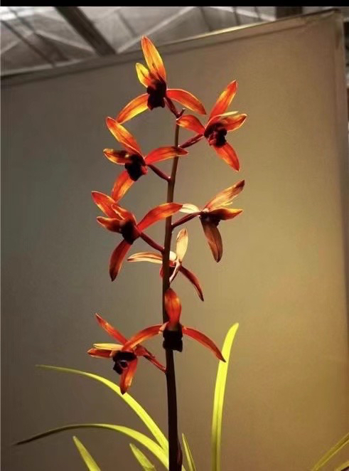 直播间一物一拍国兰