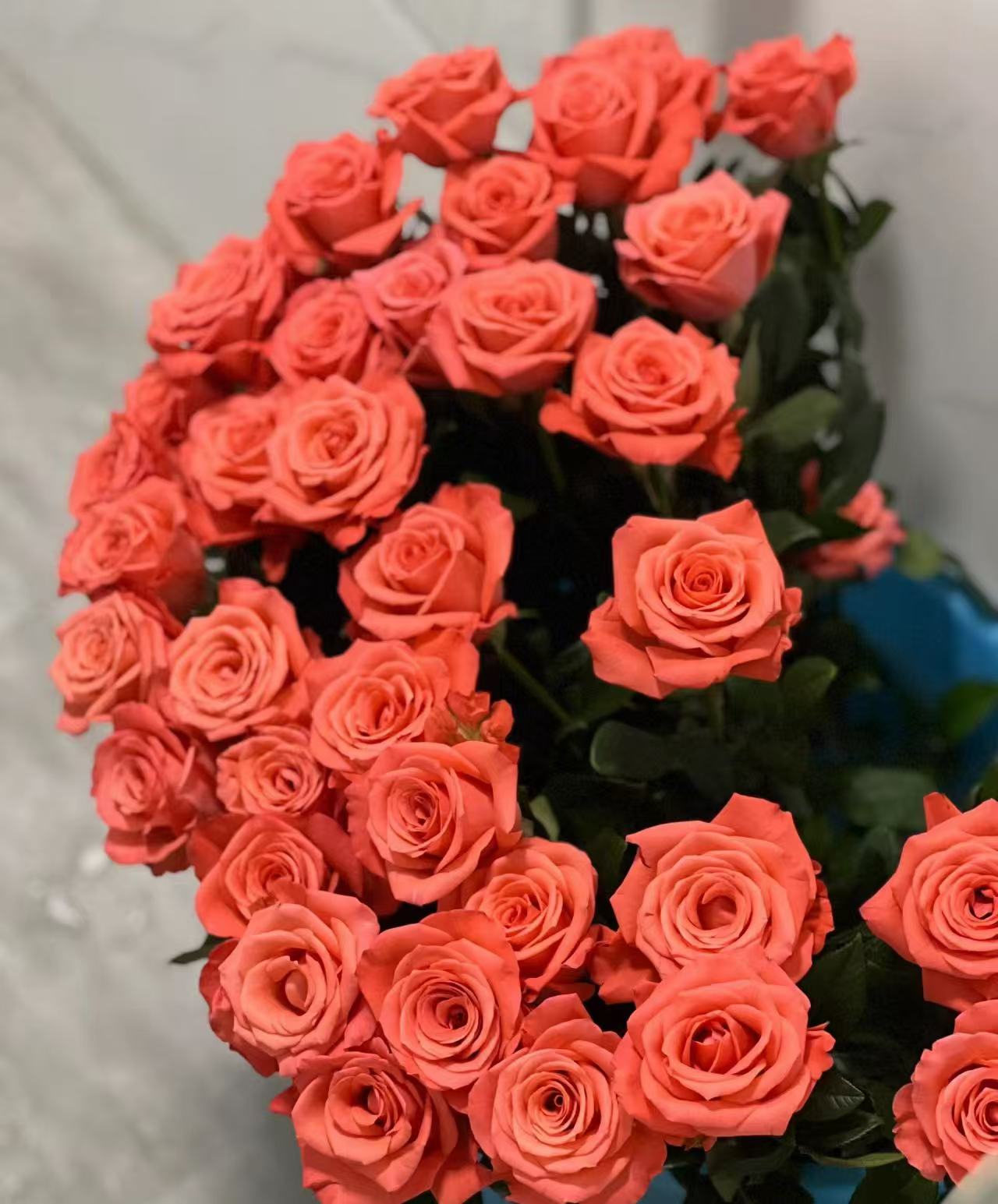 粉玫瑰 云南鲜花基地直供  