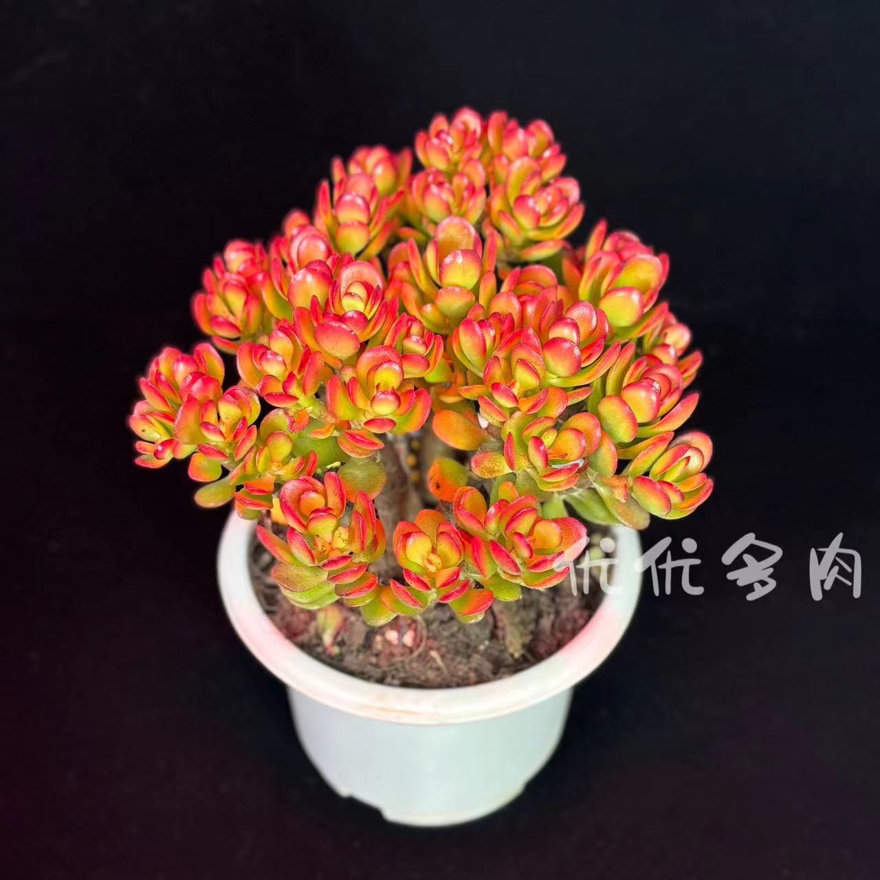 Y 红叶玉树（16cm左右散群）新年必备老桩阳台盆栽