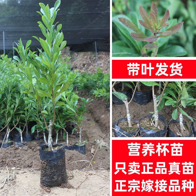 【一年生仙居杨梅苗】20CM-30CM】东魁杨梅树杨梅苖南北方种植果树苖