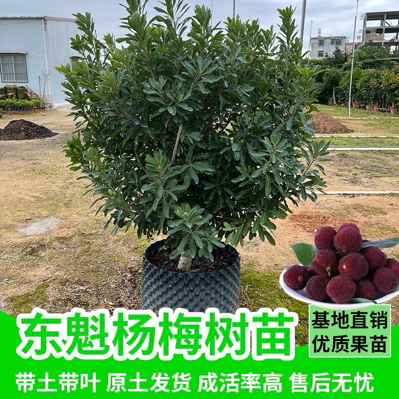 【五年仙居杨梅树】正宗仙居东魁 黑炭杨梅嫁接苗南北方种植果树苖