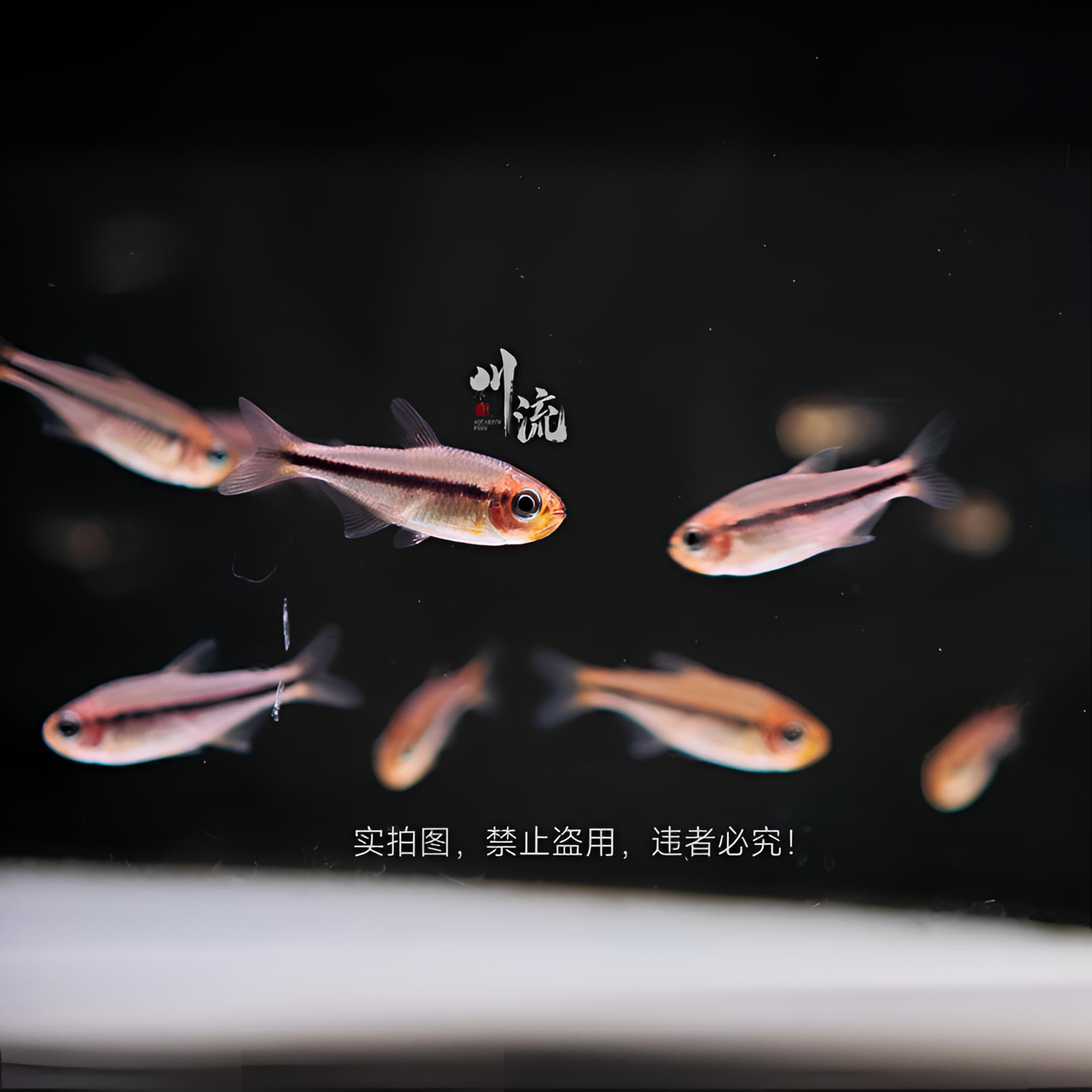 【川流AquariumFish】杏月可卡灯鱼高端小型热带观赏鱼/定水检疫
