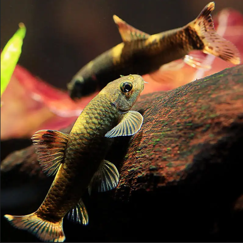 【川流AquariumFish】老虎小精灵清洁除藻鱼小型热带鱼/已定水检疫