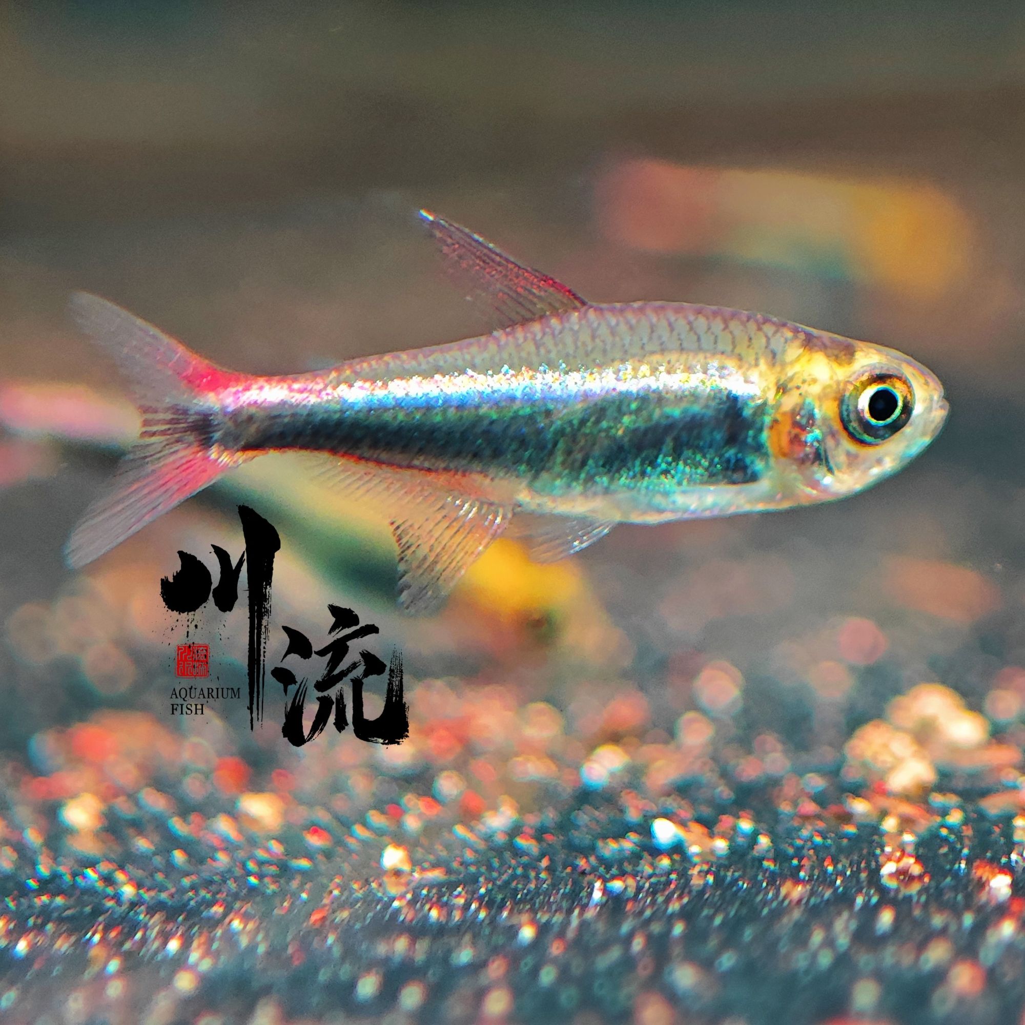 【川流AquariumFish】血翅蓝帝灯鱼小型热带观赏鱼/已定水检疫