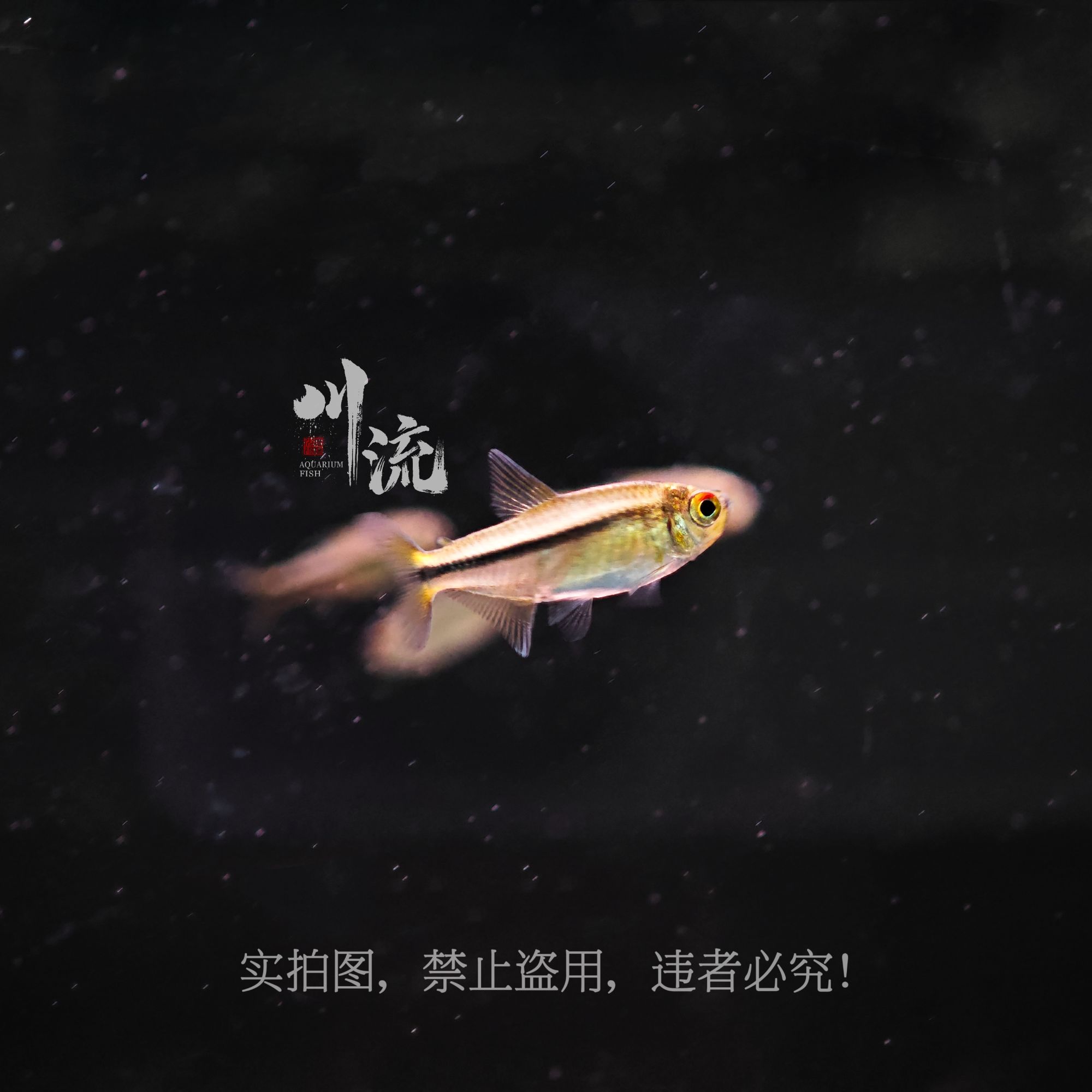 【川流AquariumFish】红眼天青魔鬼灯鱼小型观赏热带鱼/已定水检疫