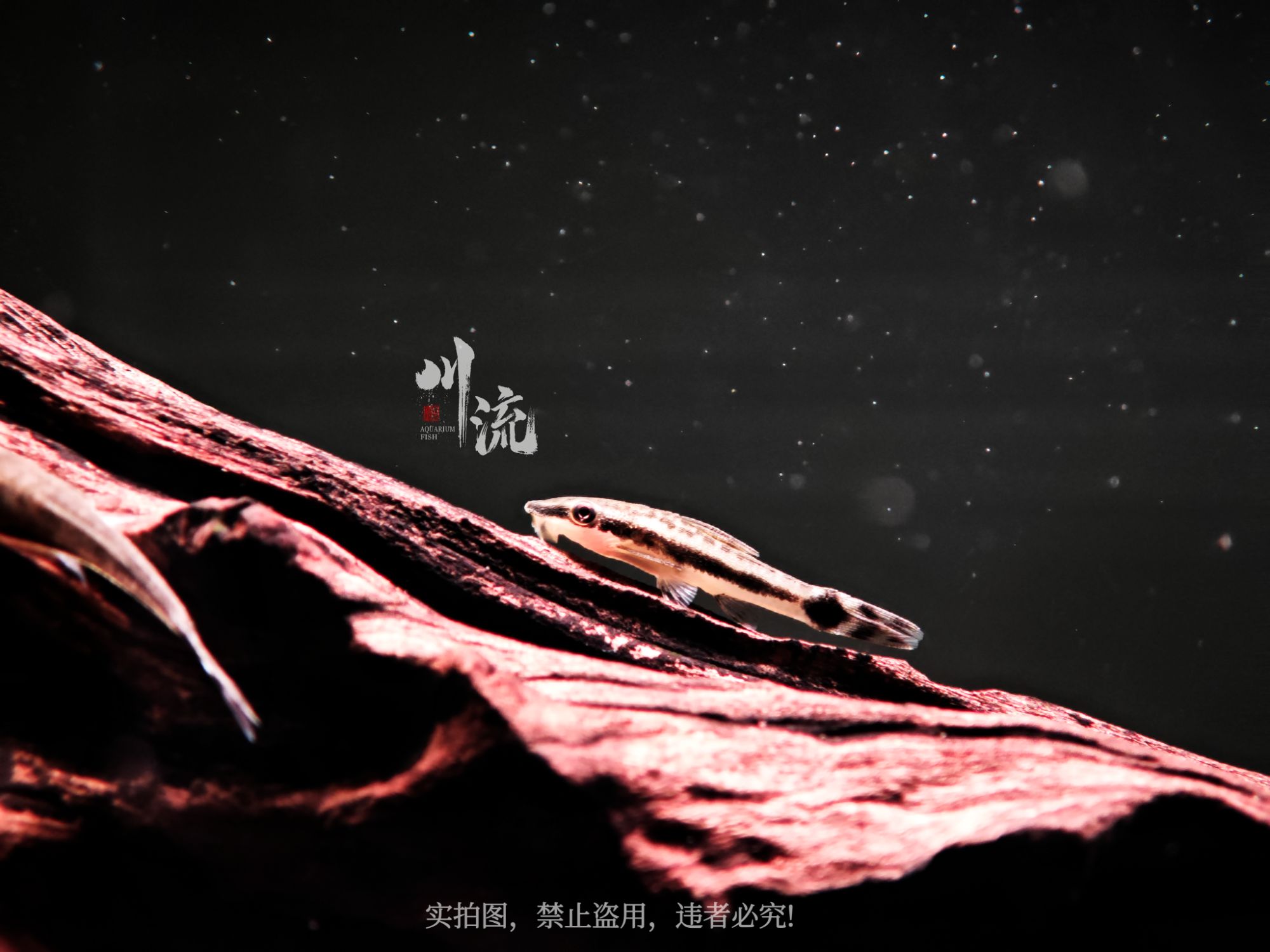 【川流AquariumFish】南美小精灵鱼工具鱼除藻鱼吃藻鱼清洁鱼观赏鱼