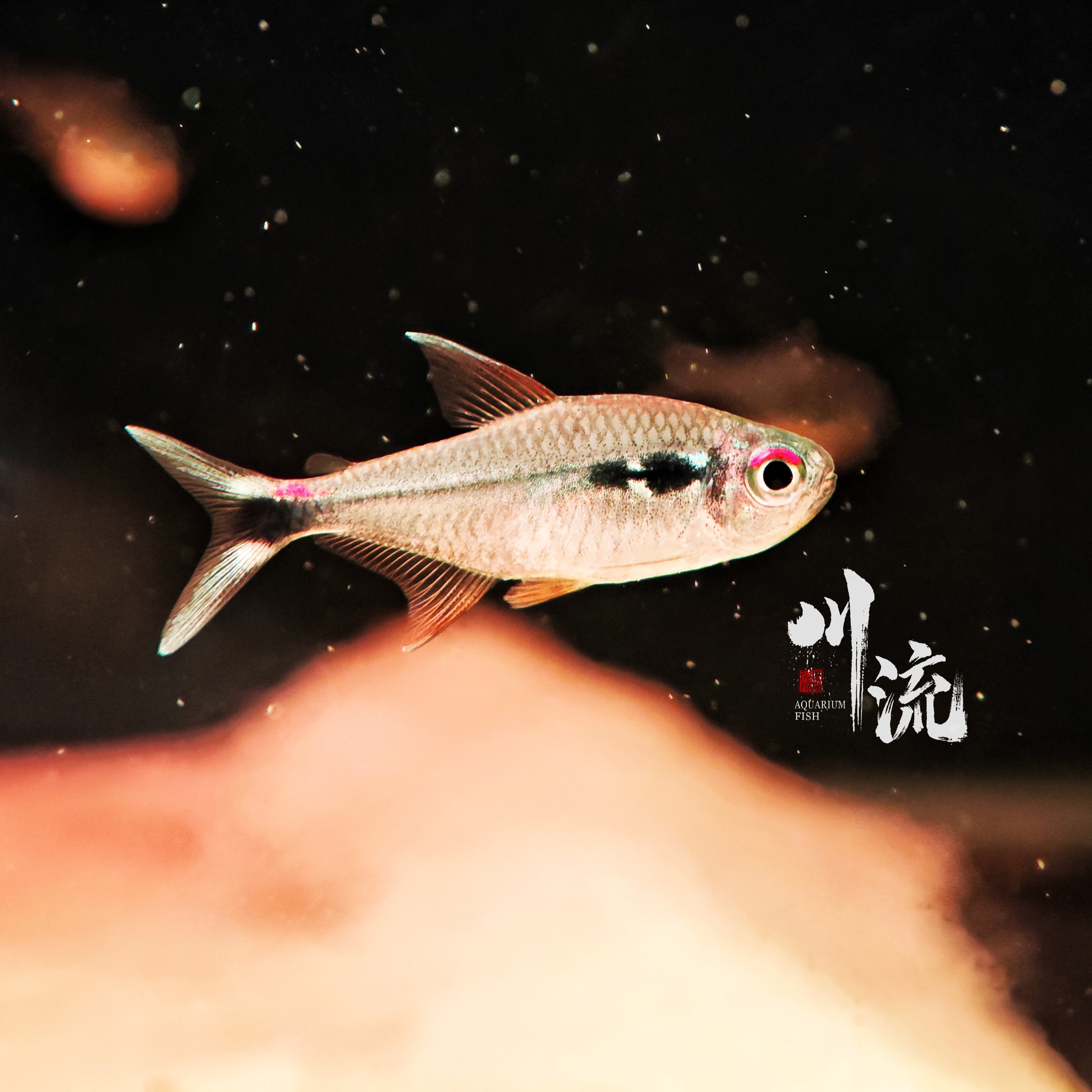 【川流AquariumFish】灯科鱼合集2热带观赏鱼草缸南美缸/已定水检疫