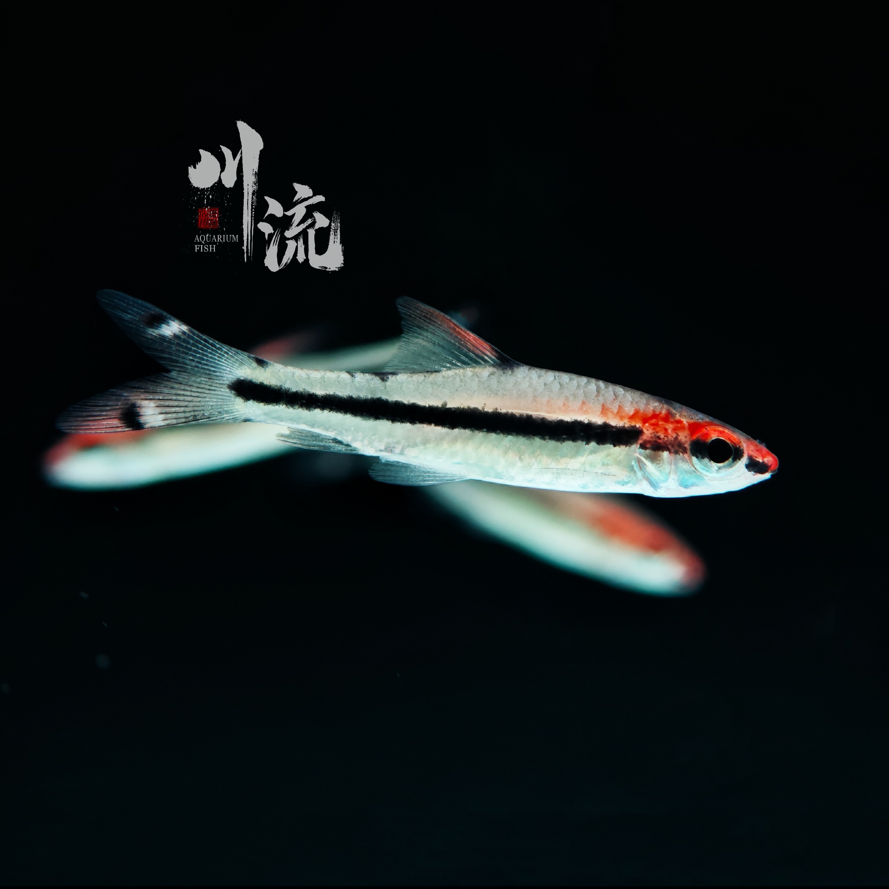 【川流AquariumFish】一眉道人小型热带观赏鱼草缸群游/已定水检疫