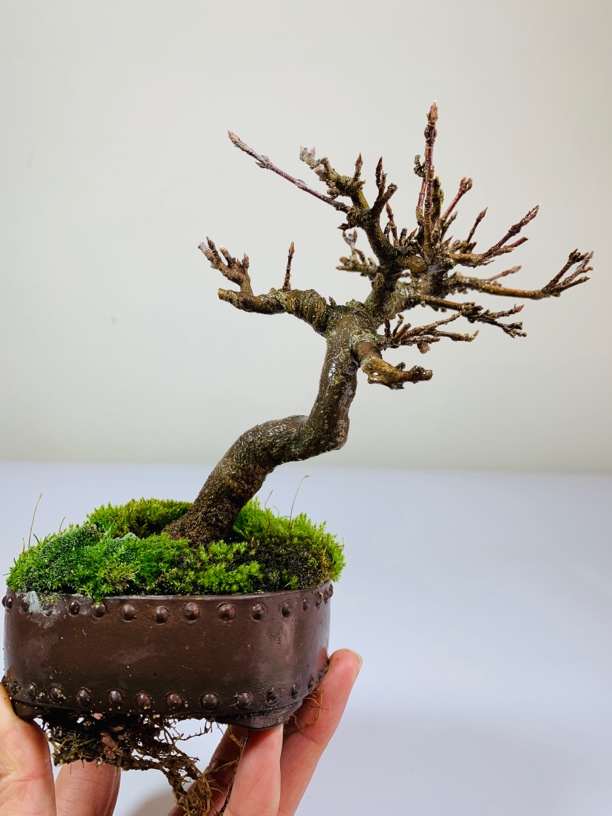 日本进口唐枫包邮，非常精致的一颗小精品