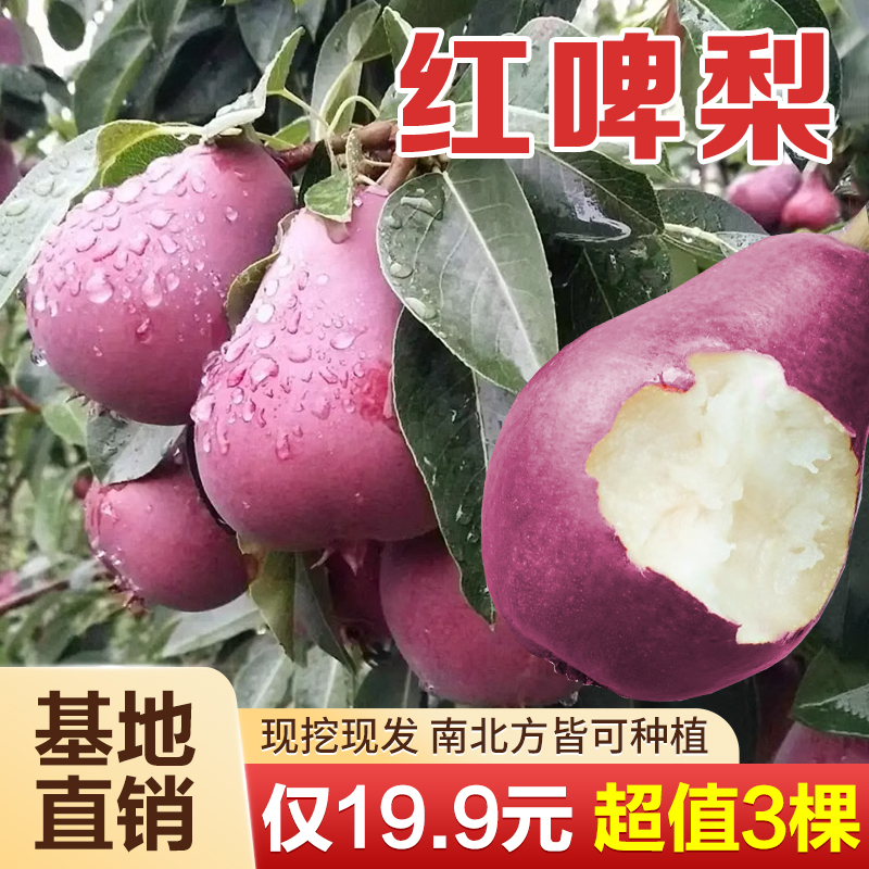 【19.9元3棵】红梨树果苗嫁接早熟红啤梨树苗盆栽地栽
