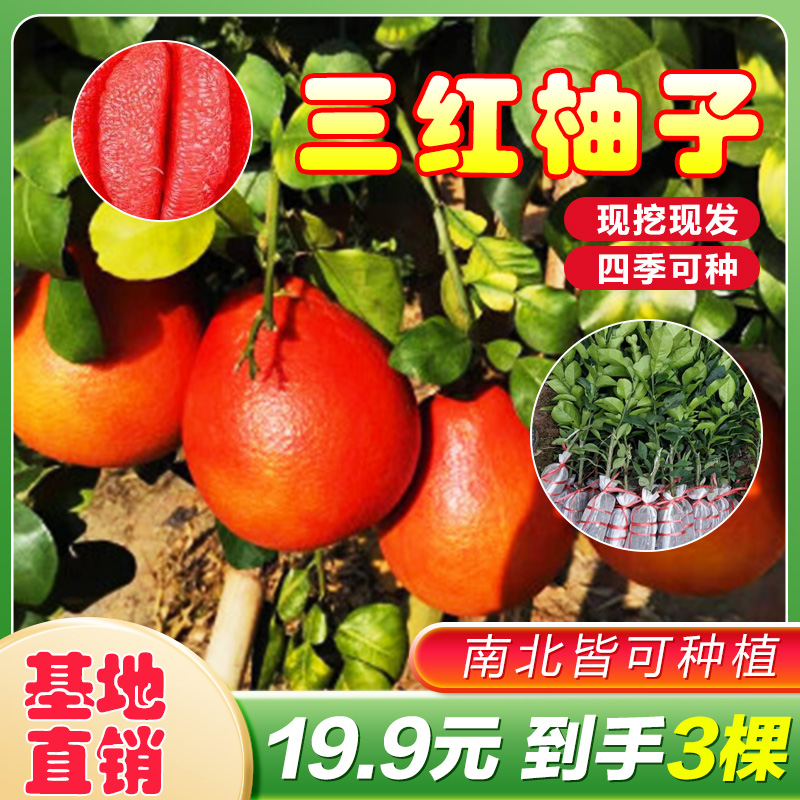 【19.9元发3颗！】正宗嫁接暹罗红柚树苗南北方盆载地栽无籽无核