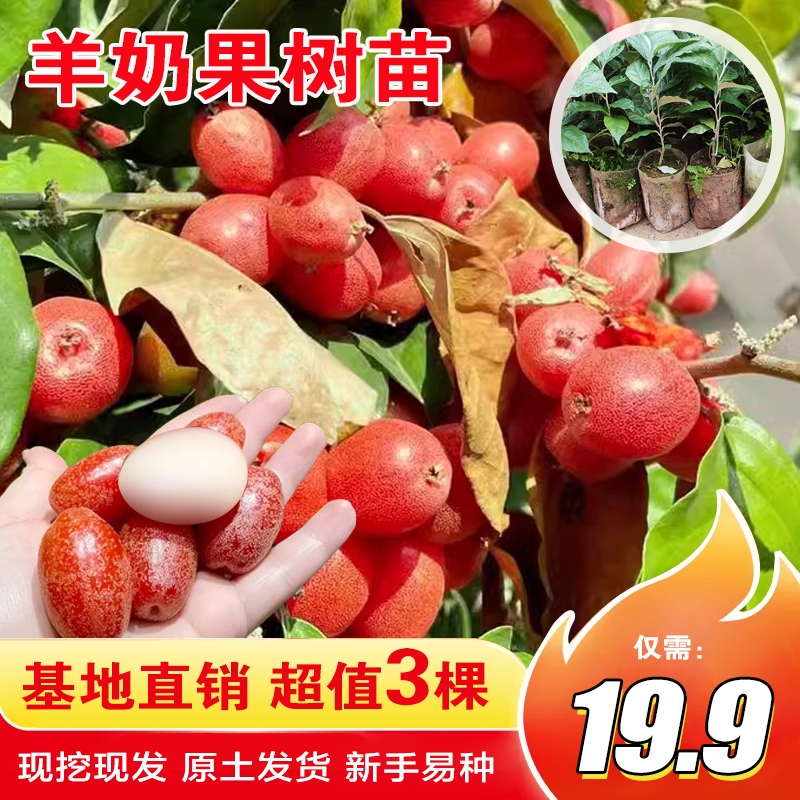 【19.9元3棵】羊奶果苗羊奶果树苗树苗盆栽地载庭院阳台