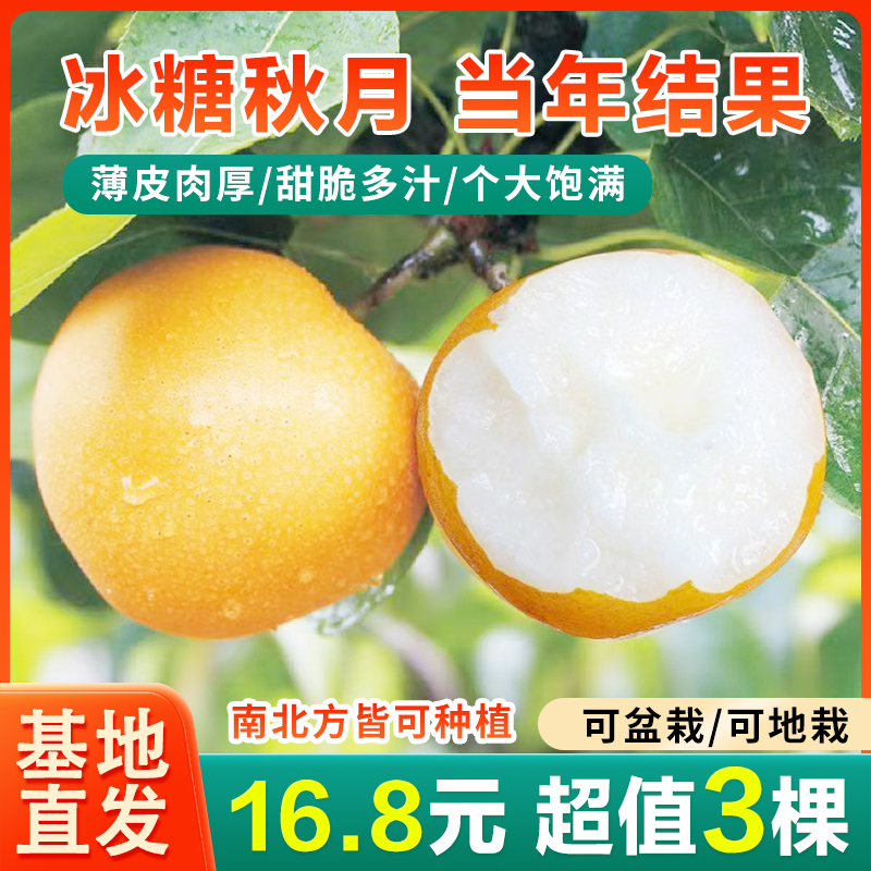 【抢！16.8元3棵】嫁接秋月梨树苗南北方种植盆栽地栽