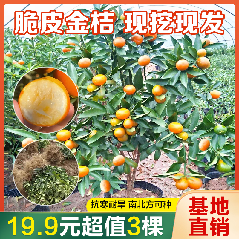 【超值19.9元3棵】改良优质品种脆皮金桔苗 基地现挖现发四季可种植
