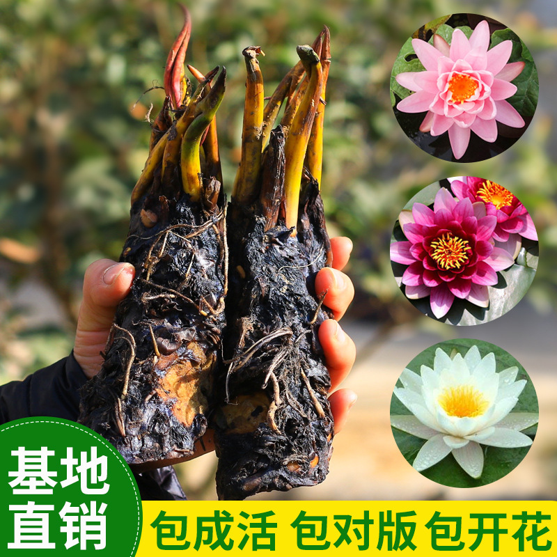 【新疆包邮】大睡莲睡莲根块池塘水池水培植物水生根块大睡莲花根