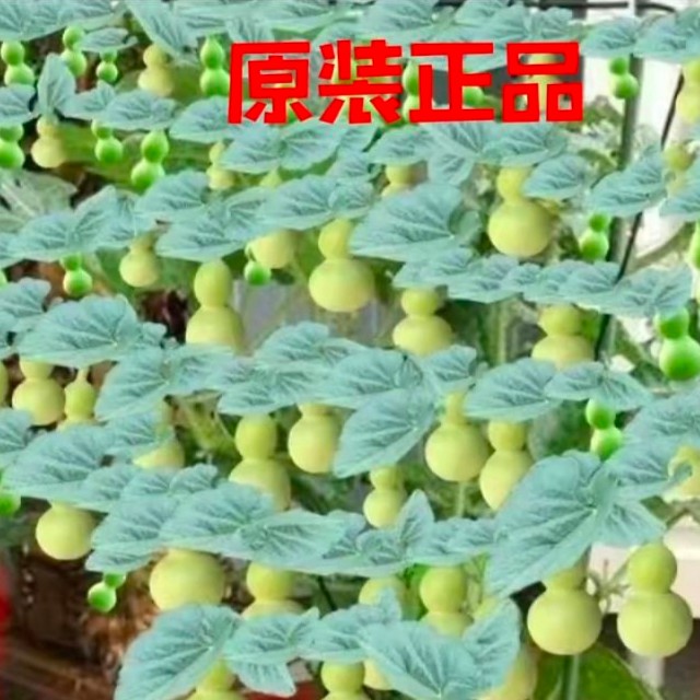 美国手捻葫芦种子盆栽观赏特小葫芦种籽草里金文玩小葫芦庭院阳台