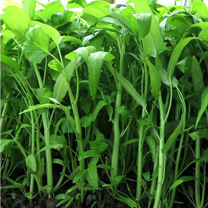 柳叶空心菜种子夏季阳台盆栽蔬菜种籽水培大叶空心菜籽