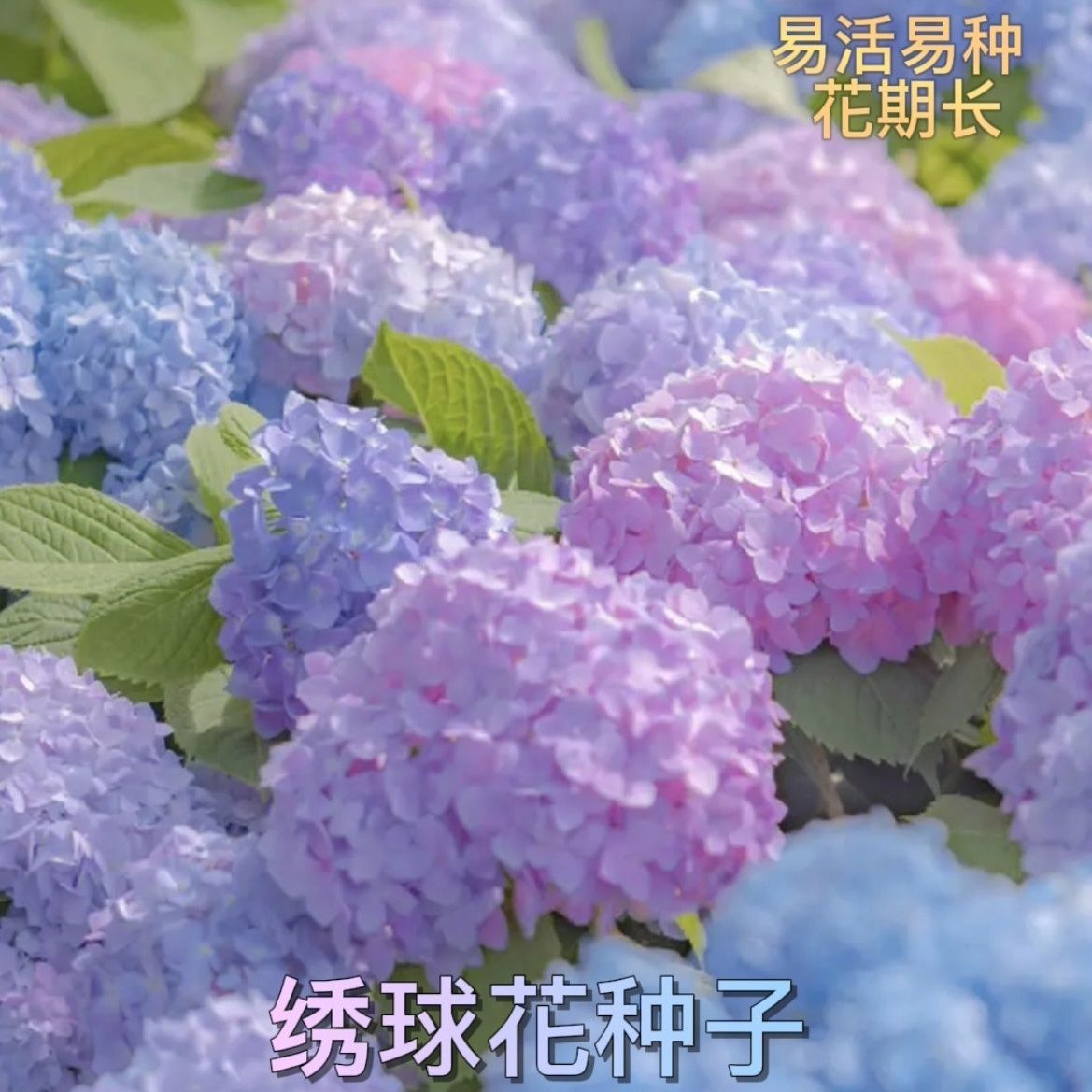 绣球花种子易活好种四季开花室内外混色花籽盆栽庭院花卉阳台观赏
