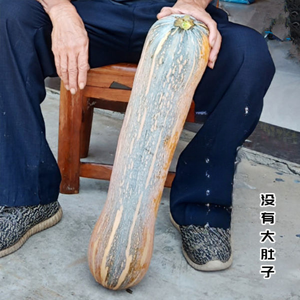早栗蜜本南瓜种子超甜粉面蜜本甜南瓜早熟高产耐贮运四季蔬菜种籽
