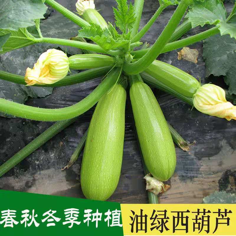 早熟春秋冬季种植西葫芦种子肉质细嫩耐寒蔬菜种子