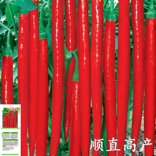 【长线椒种子】香辣王湖南辣椒种籽杭椒超长特高产春夏秋冬四季播