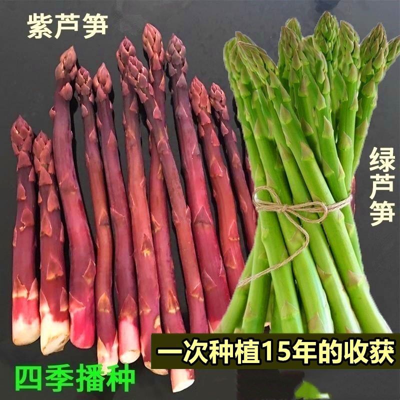 芦笋种子 绿芦笋 紫芦笋白芦笋种籽四季播种农家高产蔬菜水果种籽