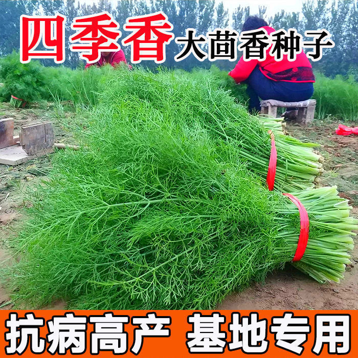 四季茴香菜小叶佐料谷香小茴香种籽四季播种佐料蔬菜种子大全庭院