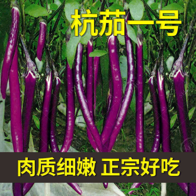 杭茄一号长茄种子茄子种子高产紫红长茄种子线茄蔬菜种籽茄子种籽