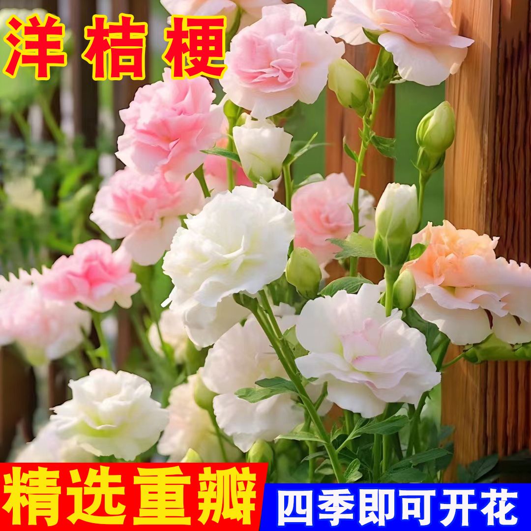 重瓣洋桔梗花种子四季播种开花易活花卉种孑庭院室外花种籽子